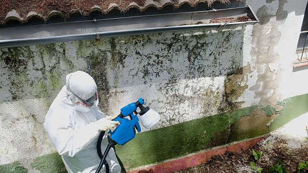 Mold Remediation service in East Meadow, East Meadow, NY